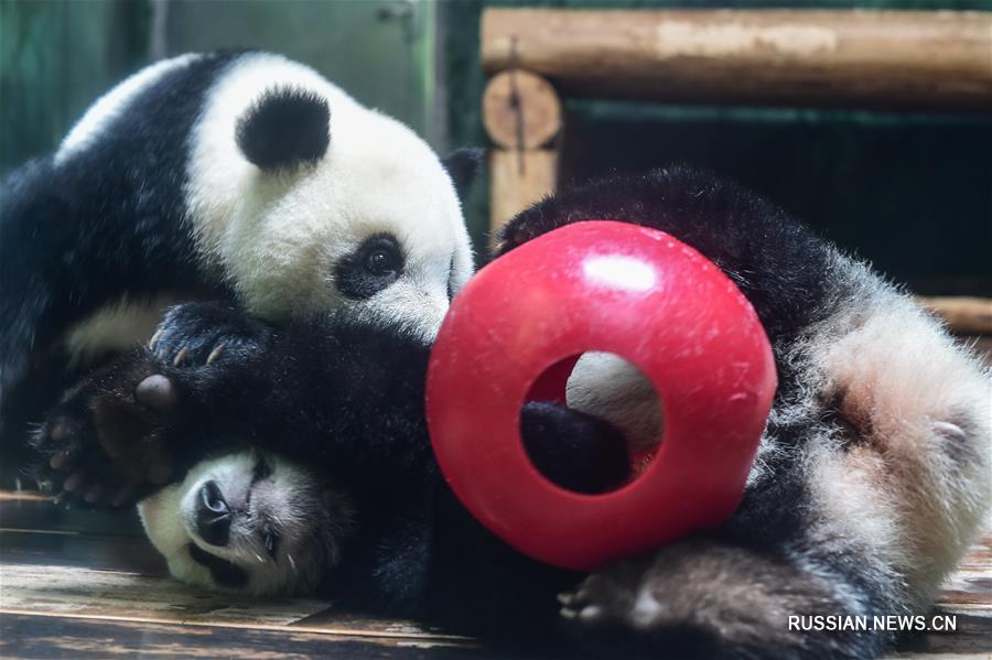 Панды-тройняшки в зоопарке Гуанчжоу