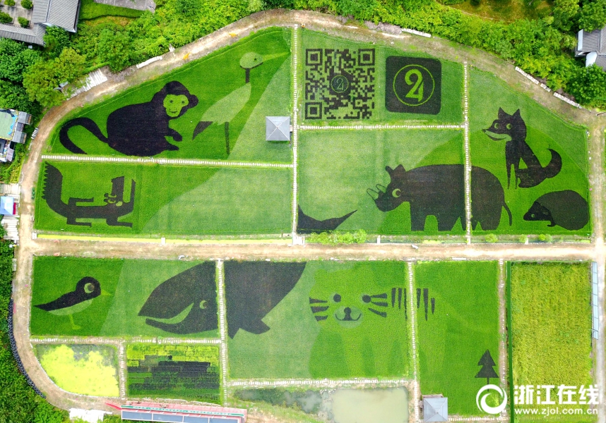 Ханчжоу: «зоопарк» на рисовом поле