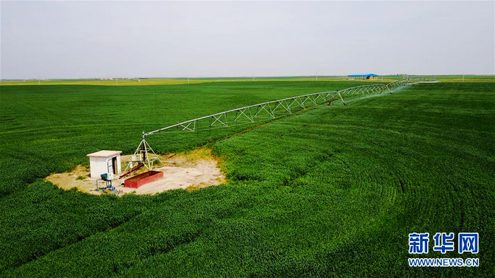 «Зеленное море» на песчаной отмели Хорчин