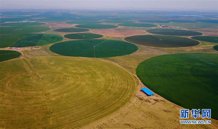 «Зеленное море» на песчаной отмели Хорчин