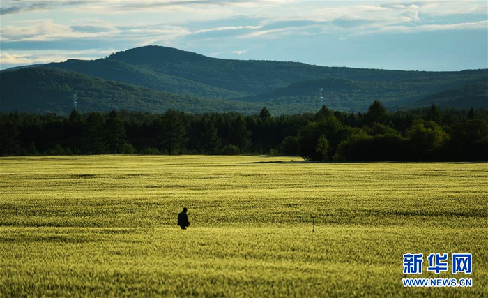 «Зеленное море» на песчаной отмели Хорчин