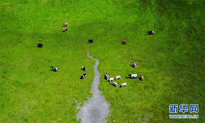 «Зеленное море» на песчаной отмели Хорчин