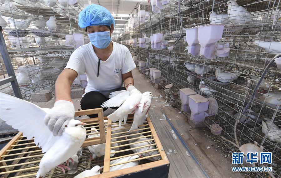 Уезд Дачэн провинции Хэбэй: разведение голубей мясных пород увеличивает доходы местных жителей