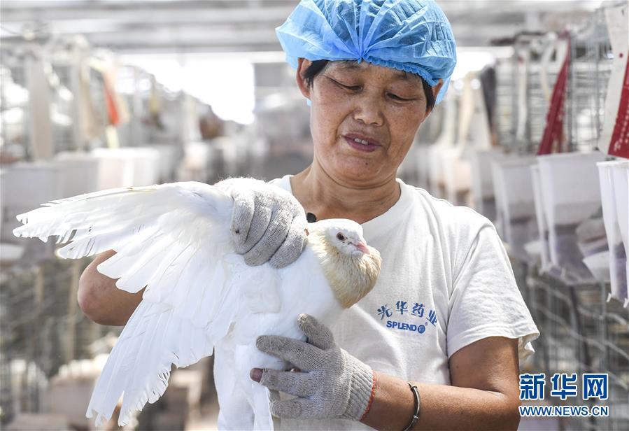 Уезд Дачэн провинции Хэбэй: разведение голубей мясных пород увеличивает доходы местных жителей