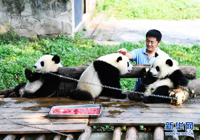 Малое счастье «кормящего отца бамбуковой панды»