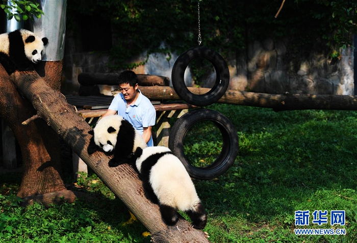 Малое счастье «кормящего отца бамбуковой панды»