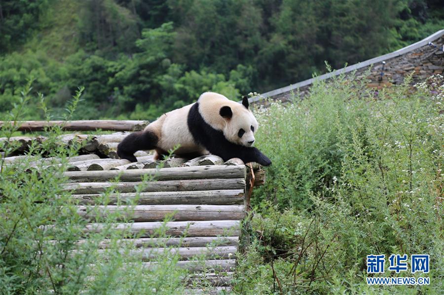 Панды из заповедника 'Волун' остались невредимыми после землетрясения в Цзючжайгоу