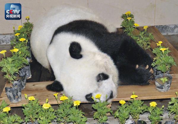 В Китае в возрасте 37 лет скончалась знаменитая панда Басы