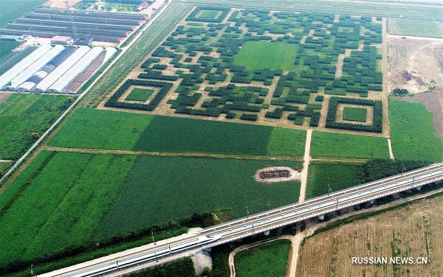Гигантский QR-код, составленный из высаженных в определенном порядке 130 тыс. кустов китайского можжевельника, появился в деревне Силиньшуй городского округа Баодин /провинция Хэбэй, Северный Китай/.