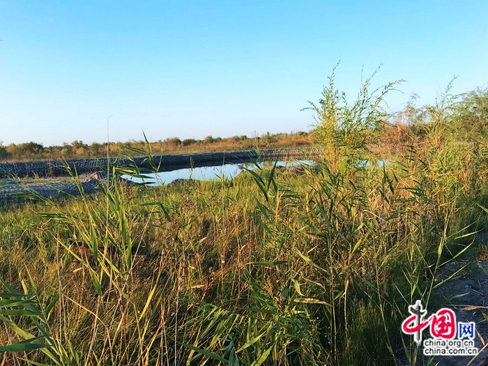 Красоты Синьцзяна, которые нельзя пропустить: Государственный болотный парк в уезде Манас