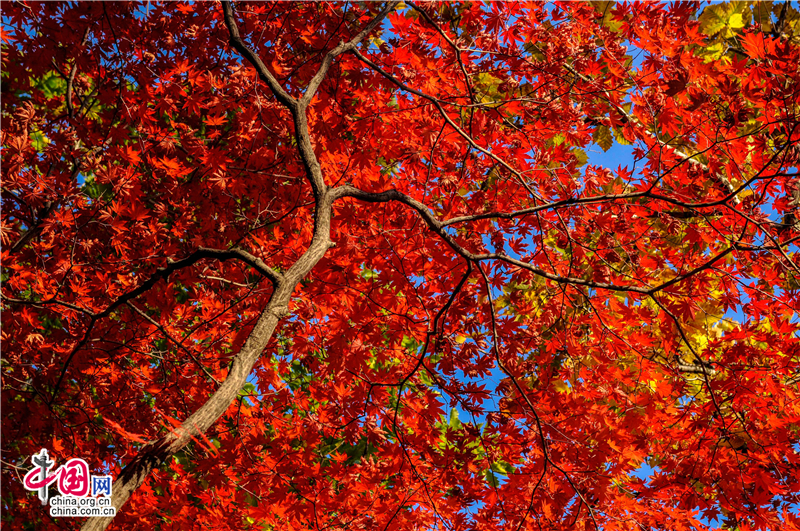 Пьянящая красота: яркие красные кленовые листья в г. Бэньси, пров. Ляонин