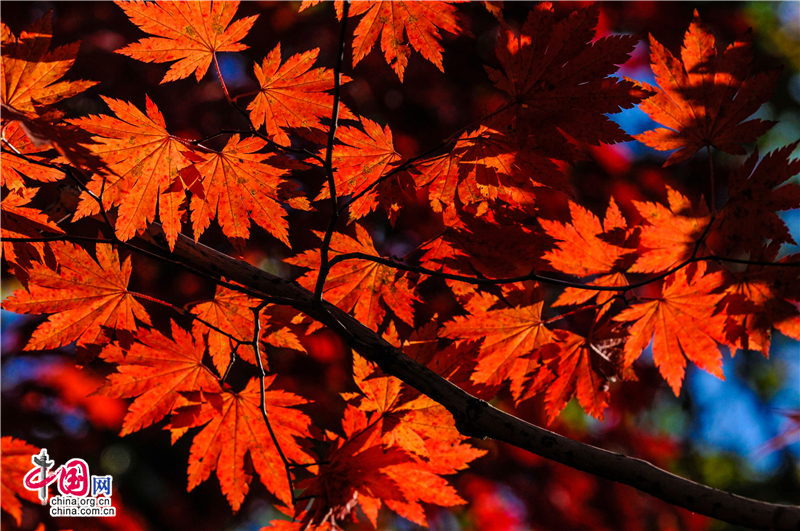 Пьянящая красота: яркие красные кленовые листья в г. Бэньси, пров. Ляонин