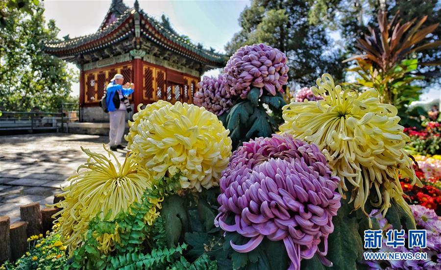 Золотая осень в Пекине: идеальное время для любования хризантемами