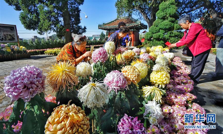 Золотая осень в Пекине: идеальное время для любования хризантемами