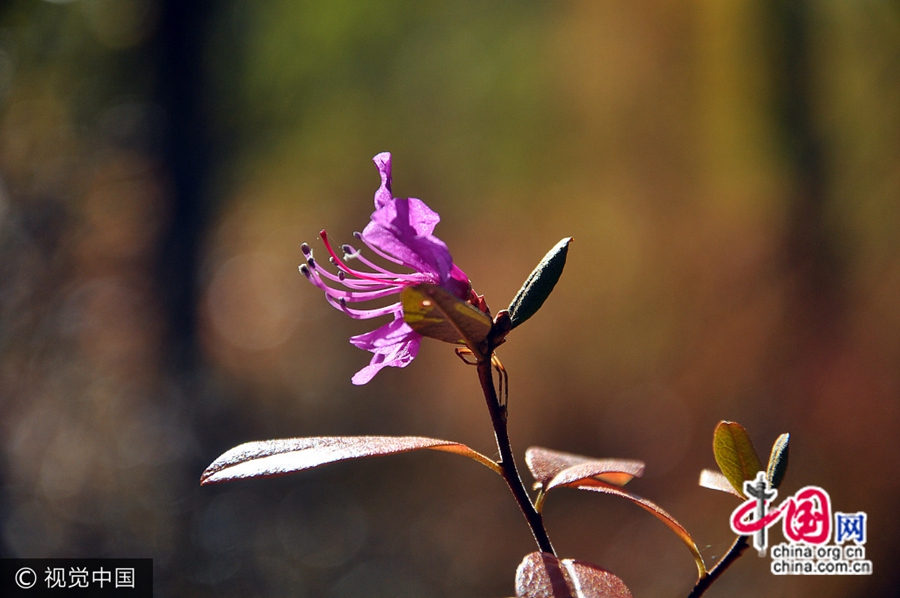 Хулун-Буир в период золотой осени: цветут азалии