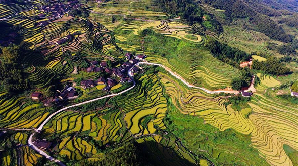 Осеннее золото террасных рисовых полей в горах Уишань