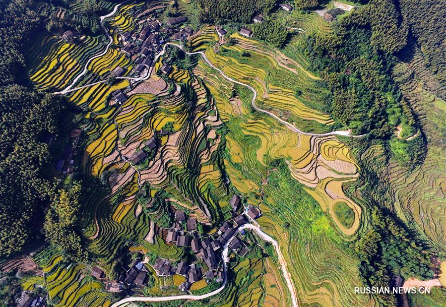 Осеннее золото террасных рисовых полей в горах Уишань Осеннее золото террасных рисовых полей в горах Уишань