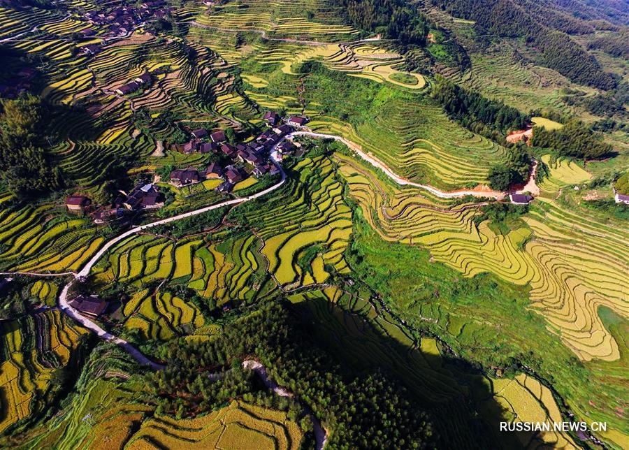 Осеннее золото террасных рисовых полей в горах Уишань Осеннее золото террасных рисовых полей в горах Уишань