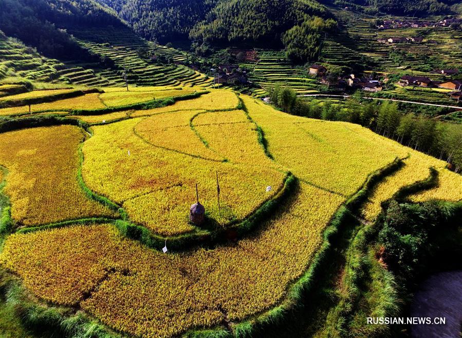 Осеннее золото террасных рисовых полей в горах Уишань