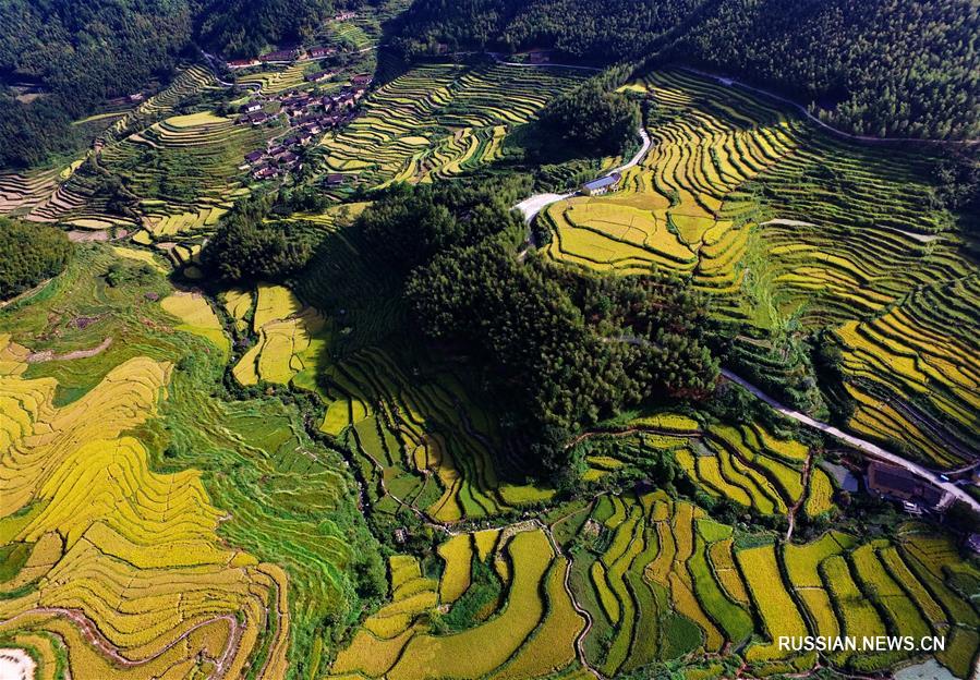 Осеннее золото террасных рисовых полей в горах Уишань