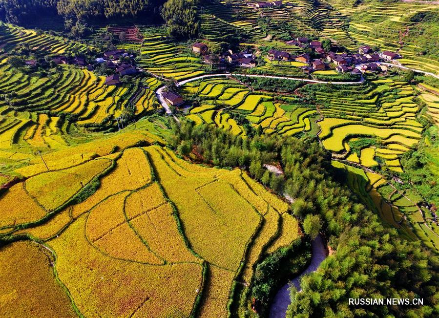 Осеннее золото террасных рисовых полей в горах Уишань