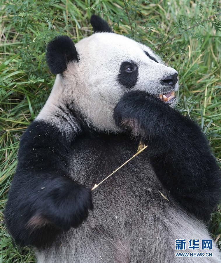 Пару китайских больших панд отправили в Индонезию