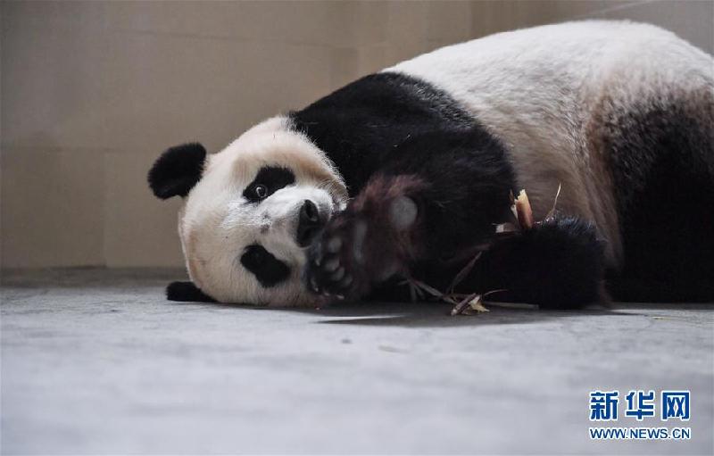 Пару китайских больших панд отправили в Индонезию