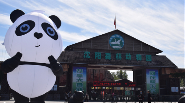Четыре большие панды поселились в городе Шэньян на северо-востоке Китая