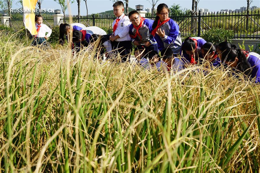 В Китае успешно прошли испытания 'морского риса'