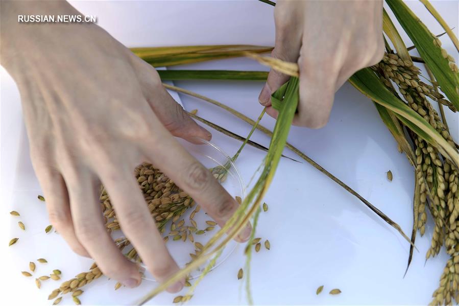 В Китае успешно прошли испытания 'морского риса' В Китае успешно прошли испытания 'морского риса'