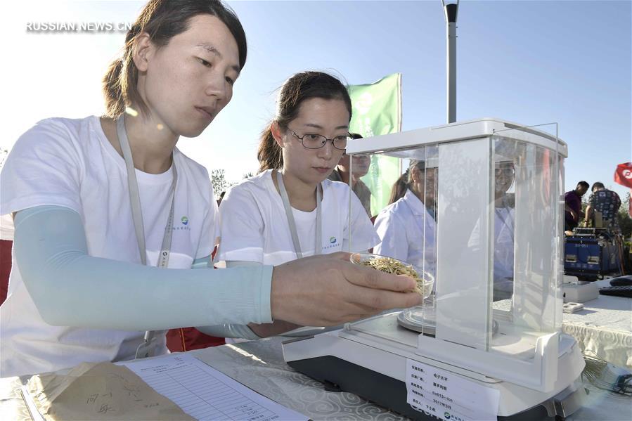 В Китае успешно прошли испытания 'морского риса'