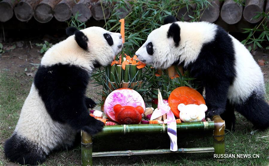 Молодые панды-близнецы из Шанхая отметили первый день рождения