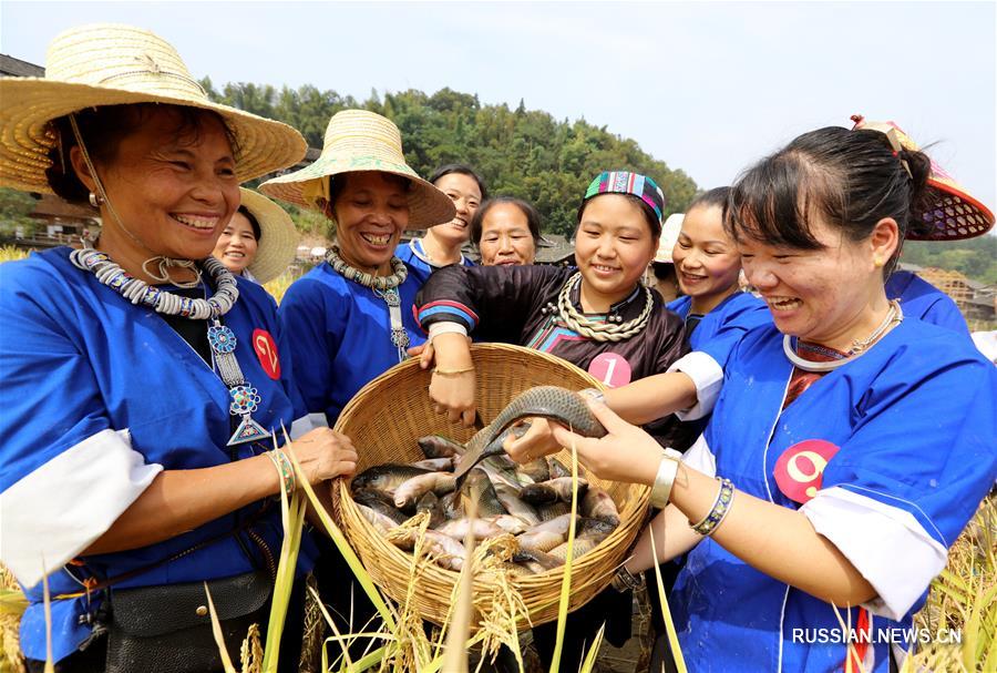 В уезде Саньцзян представительницы народности дун соревновались в ручной рыбной ловле и скоростной уборке риса