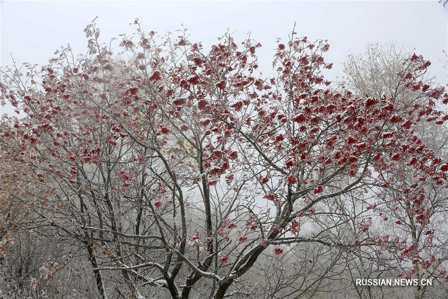 Первый осенний снег в горах к северу от Пекина