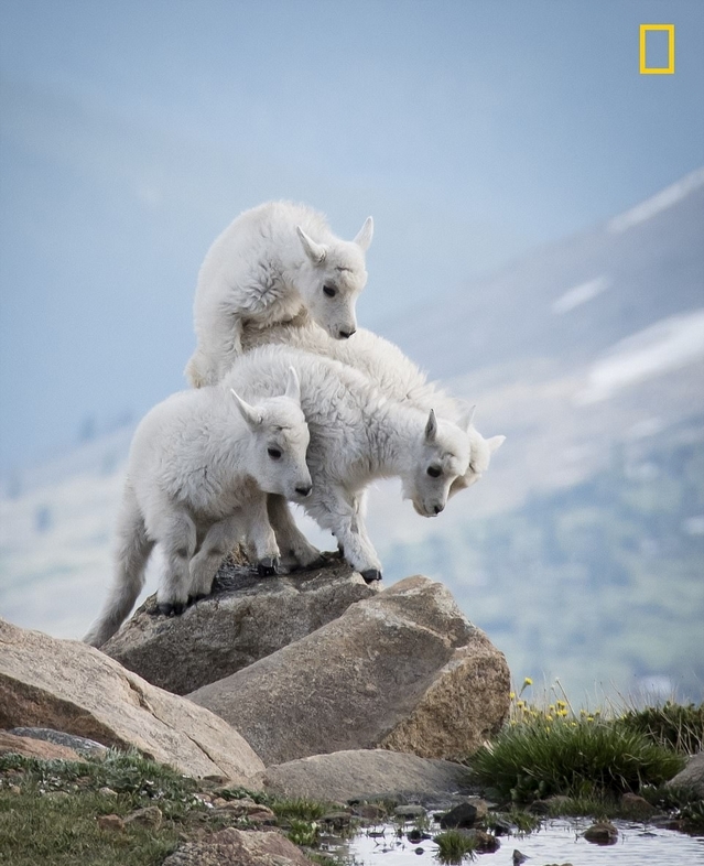 National Geographic показал лучшие фото природы 2017