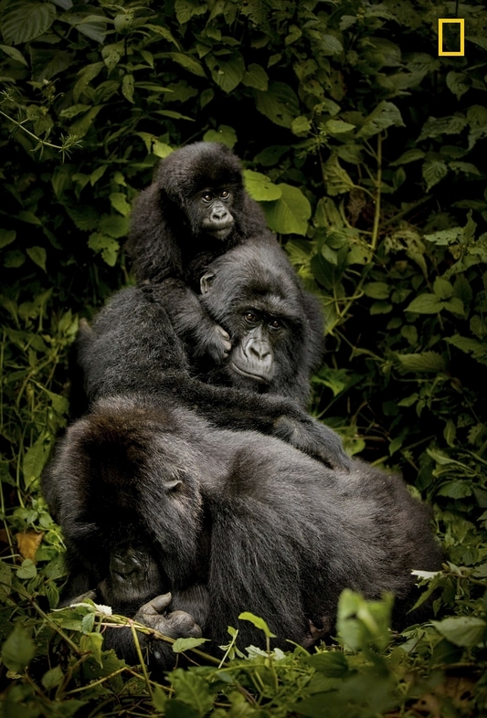 National Geographic показал лучшие фото природы 2017