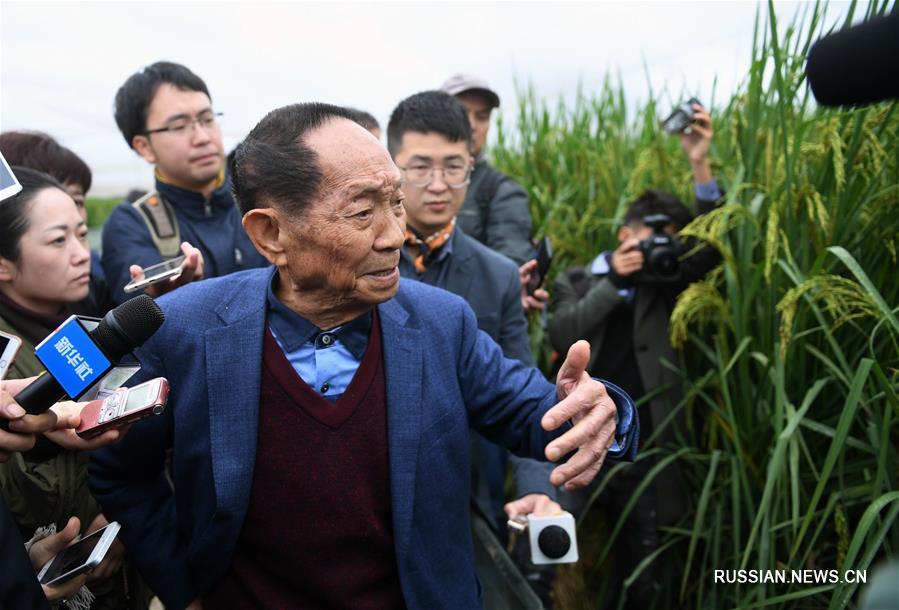 В Китае выведен новый сорт 'гигантского' риса