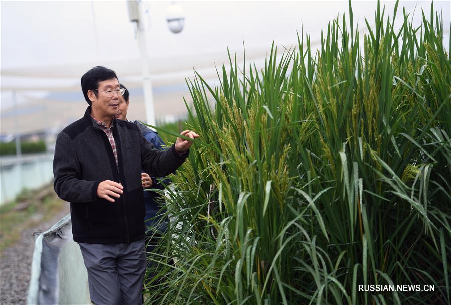 В Китае выведен новый сорт 'гигантского' риса