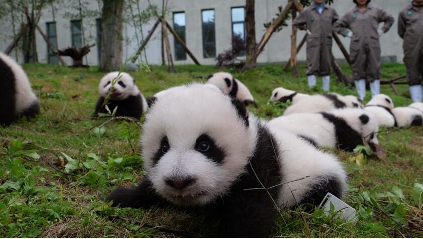 Как мило! 36 маленьких панд появились в провинции Сычуань