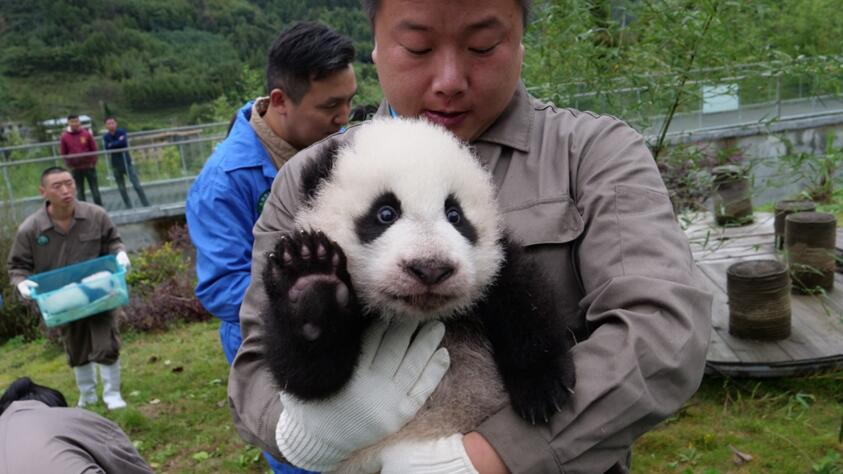 Как мило! 36 маленьких панд появились в провинции Сычуань