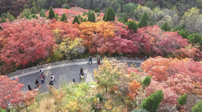 Осенний облик 'Долины красных листьев' в провинции Шаньдун