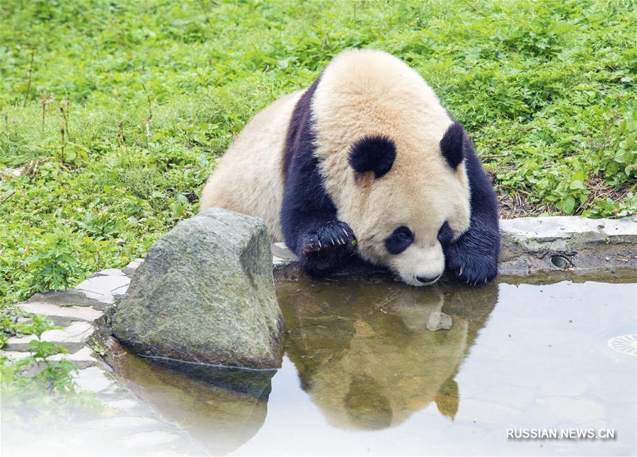 'Бамбуковые медведи' из Юго-Западного Китая