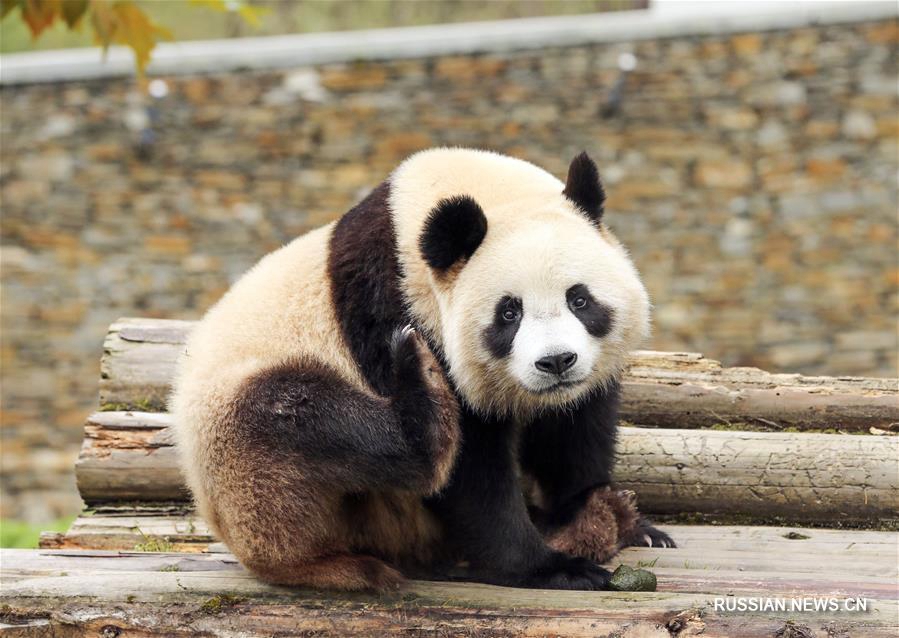 'Бамбуковые медведи' из Юго-Западного Китая