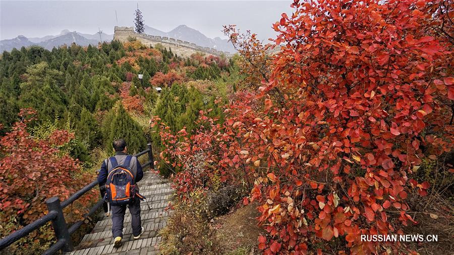 Множество туристов в эти дни посещают национальный лесной парк Бадалин в районе Яньцин Пекина, чтобы полюбоваться разноцветными листьями растущих здесь более 50 тысяч деревьев. 
