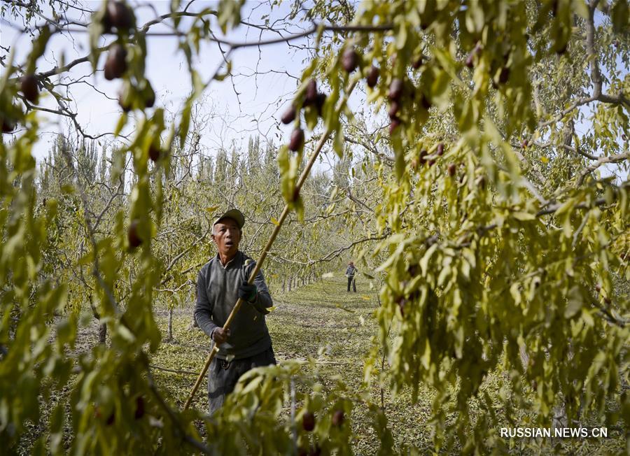 Урожай китайского красного финика собирают на северо-западе Китая