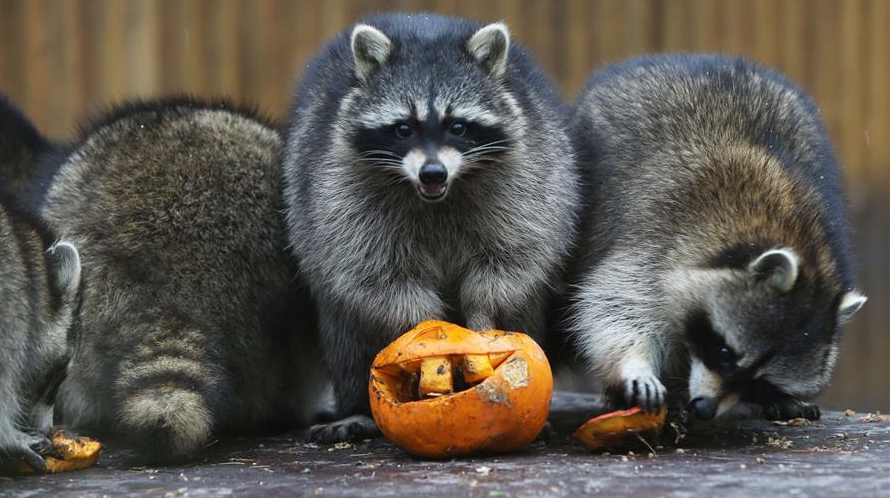 Хэллоуин в Киевском зоопарке