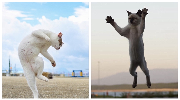 Кунфу-кошки в объективе японского фотографа Хисаката Хироюки
