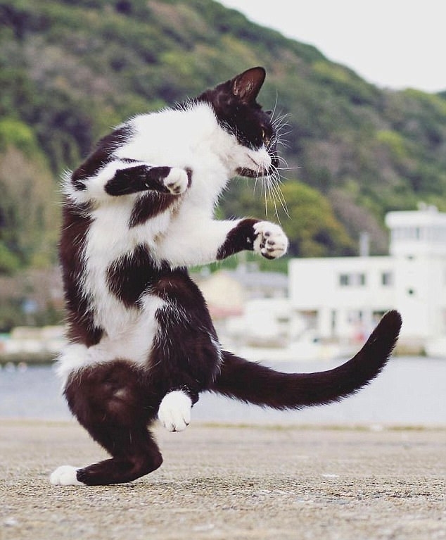 Кунфу-кошки в объективе японского фотографа Хисаката Хироюки