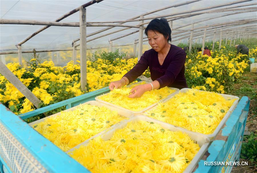Сушка хризантем на севере Китая