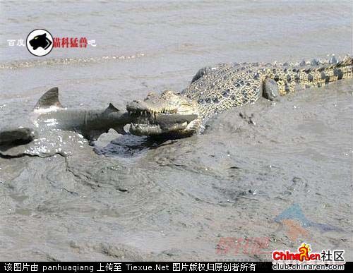 Cocodrillo se come al tiburón 001